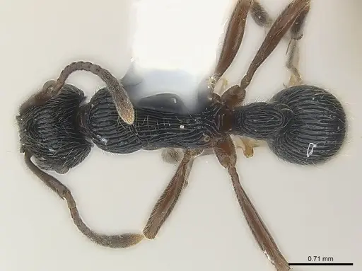 Holcoponera nigrivitrea specimen CASENT0179962 image casent0179962_1
