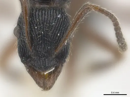 Holcoponera nigrivitrea specimen CASENT0179962 image casent0179962_2