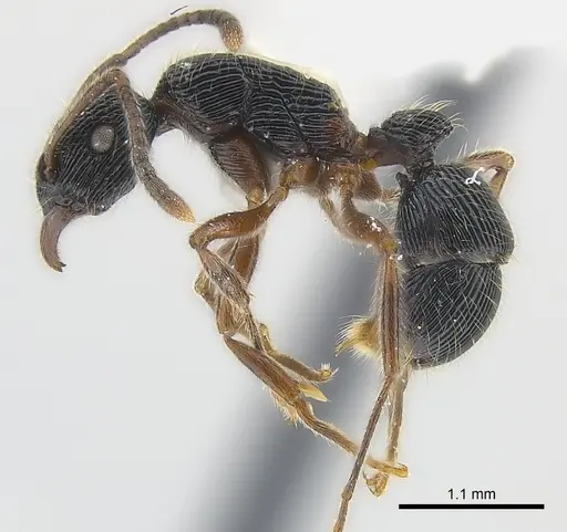 Holcoponera nigrivitrea specimen CASENT0179962 image casent0179962_3