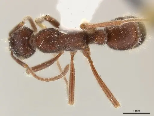 Holcoponera pilosa specimen CASENT0179985 image casent0179985_1