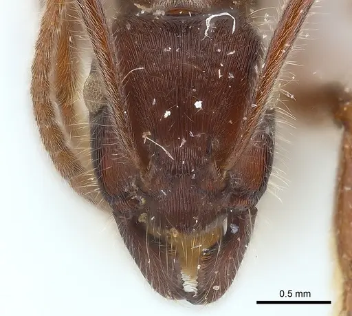 Holcoponera pilosa specimen CASENT0179985 image casent0179985_2