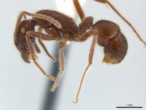Holcoponera pilosa specimen CASENT0179985 image casent0179985_3