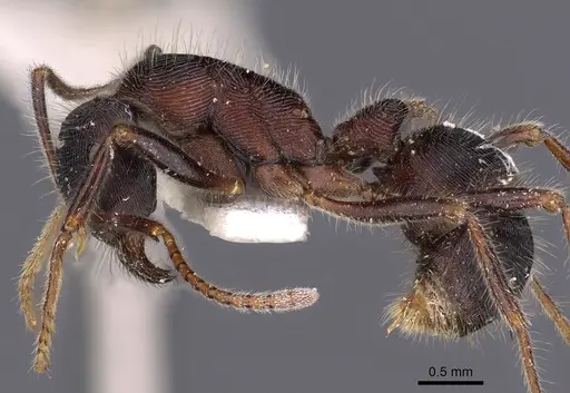 Holcoponera pilosa specimen CASENT0900555 image casent0900555_3