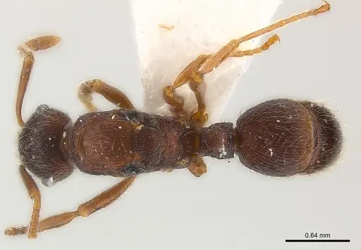Holcoponera pittieri specimen CASENT0179991 image casent0179991_1