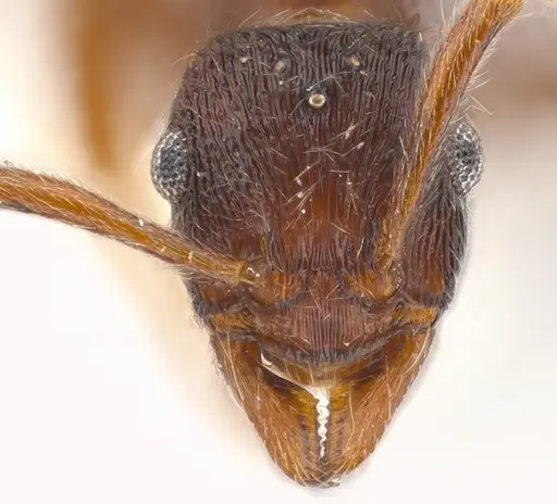 Holcoponera pittieri specimen CASENT0179991 image casent0179991_2