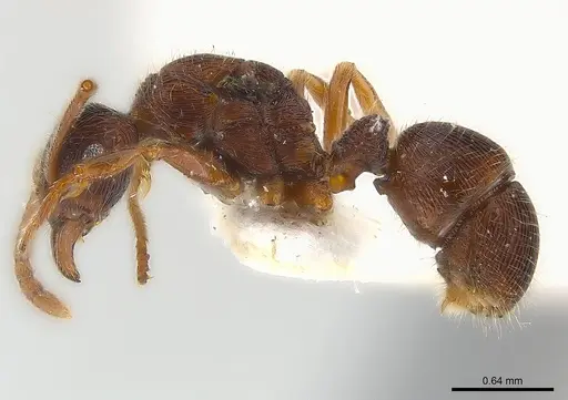 Holcoponera pittieri specimen CASENT0179991 image casent0179991_4