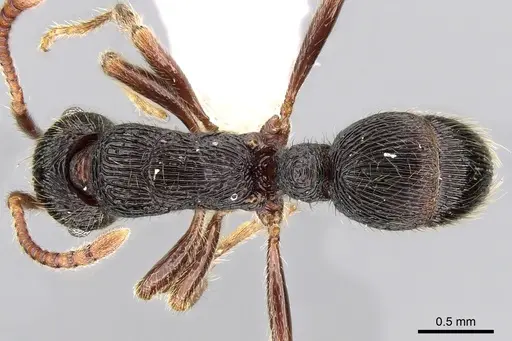 Holcoponera pittieri specimen CASENT0281218 image casent0281218_1
