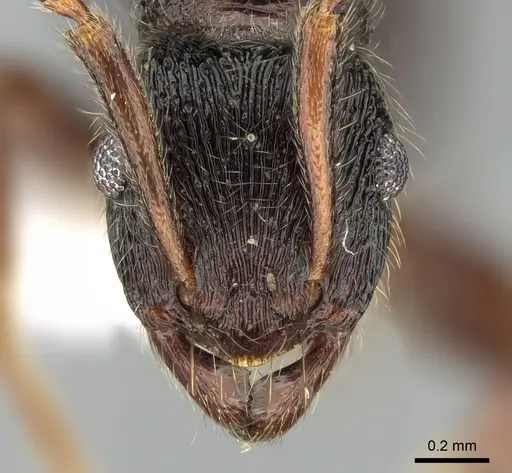 Holcoponera pittieri specimen CASENT0281218 image casent0281218_2