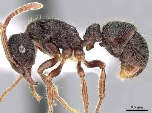 Holcoponera pittieri specimen CASENT0281218 image casent0281218_3