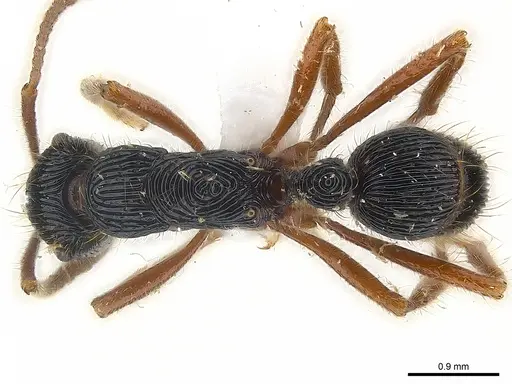 Holcoponera porcata specimen CASENT0179990 image casent0179990_1