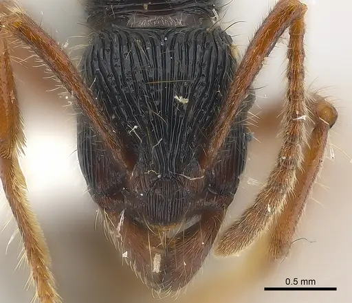 Holcoponera porcata specimen CASENT0179990 image casent0179990_2