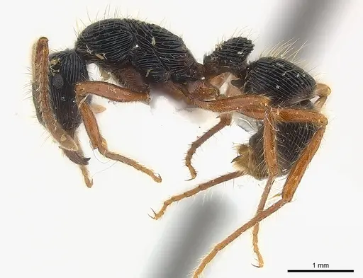 Holcoponera porcata specimen CASENT0179990 image casent0179990_3