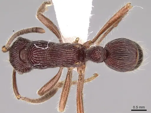 Holcoponera porcata specimen CASENT0281222 image casent0281222_1