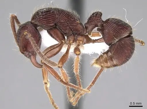 Holcoponera porcata specimen CASENT0281222 image casent0281222_3
