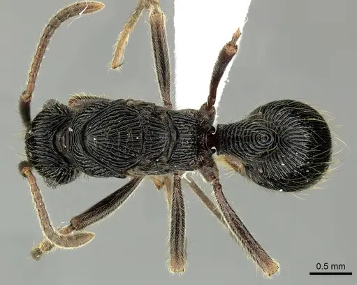 Holcoponera porcata specimen CASENT0616274 image casent0616274_1