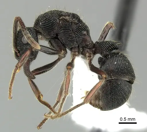 Holcoponera porcata specimen CASENT0616274 image casent0616274_3