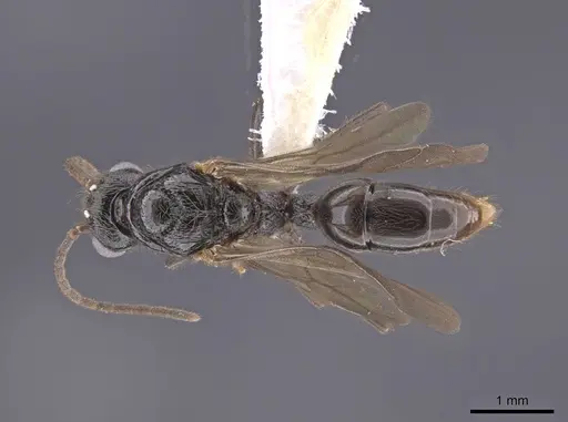 Holcoponera porcata specimen CASENT0648480 image casent0648480_1