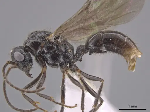 Holcoponera porcata specimen CASENT0648480 image casent0648480_3