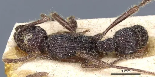 Holcoponera porcata specimen CASENT0903836 image casent0903836_1