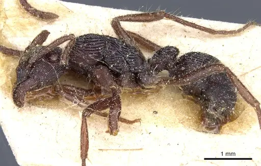 Holcoponera porcata specimen CASENT0903836 image casent0903836_3