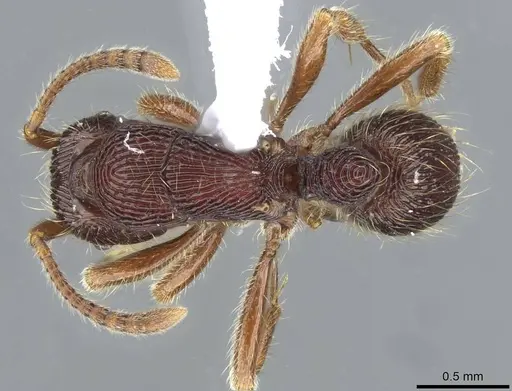 Holcoponera porcata specimen CASENT0911185 image casent0911185_1