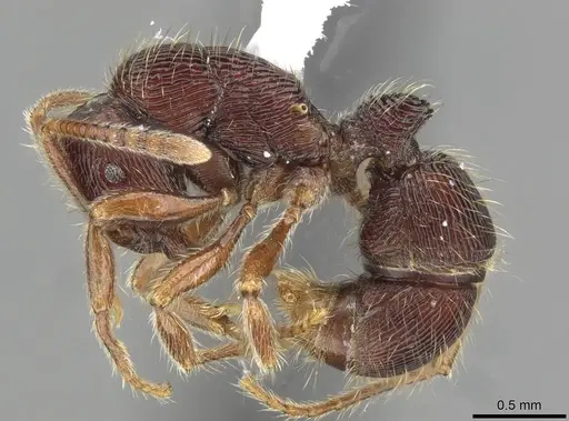 Holcoponera porcata specimen CASENT0911185 image casent0911185_3