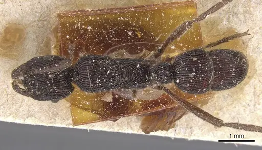 Holcoponera porcata specimen CASENT0915116 image casent0915116_1