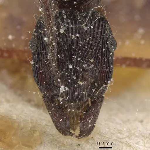 Holcoponera porcata specimen CASENT0915116 image casent0915116_2