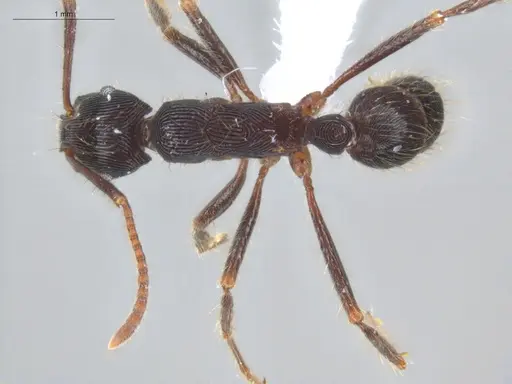 Holcoponera porcata specimen ECOFOG-GAL18-0116-14 image ecofog-gal18-0116-14_1