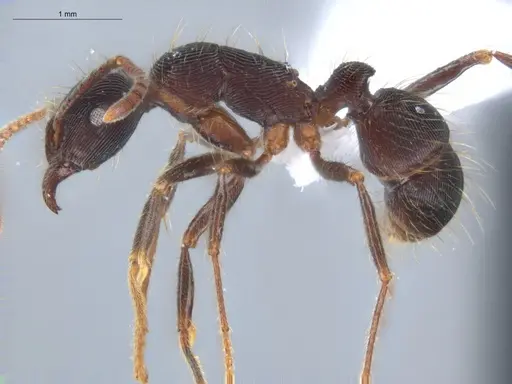 Holcoponera porcata specimen ECOFOG-GAL18-0116-14 image ecofog-gal18-0116-14_3