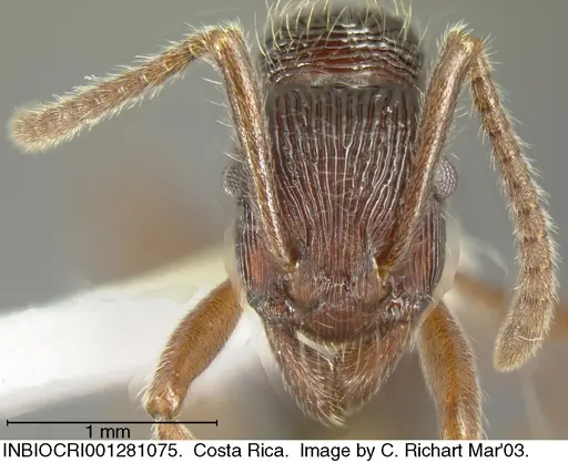 Holcoponera porcata specimen INBIOCRI001281075 image inbiocri001281075_1