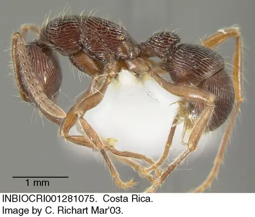 Holcoponera porcata specimen INBIOCRI001281075 image inbiocri001281075_2