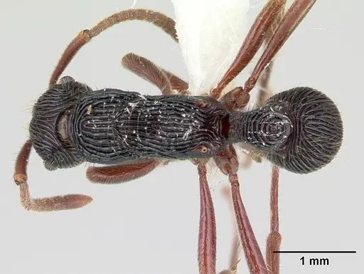 Holcoponera porcata specimen JTLC000004483 image jtlc000004483_1