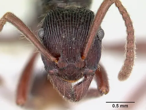 Holcoponera porcata specimen JTLC000004483 image jtlc000004483_2