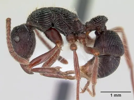 Holcoponera porcata specimen JTLC000004483 image jtlc000004483_3