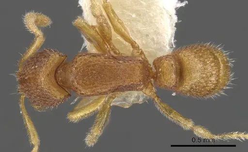 Holcoponera sila specimen CASENT0900589 image casent0900589_1