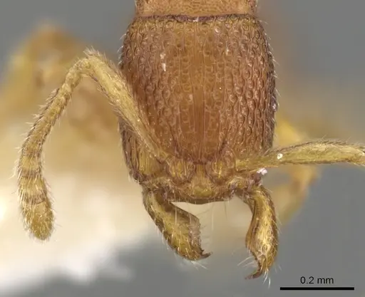 Holcoponera sila specimen CASENT0900589 image casent0900589_2