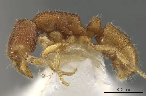 Holcoponera sila specimen CASENT0900589 image casent0900589_3