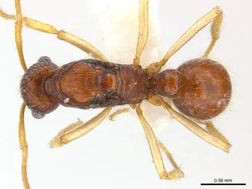 Holcoponera solomonensis specimen CASENT0179950 image casent0179950_2