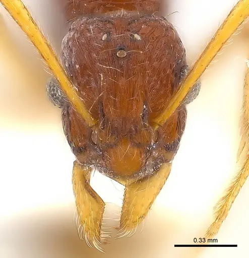 Holcoponera solomonensis specimen CASENT0179950 image casent0179950_3