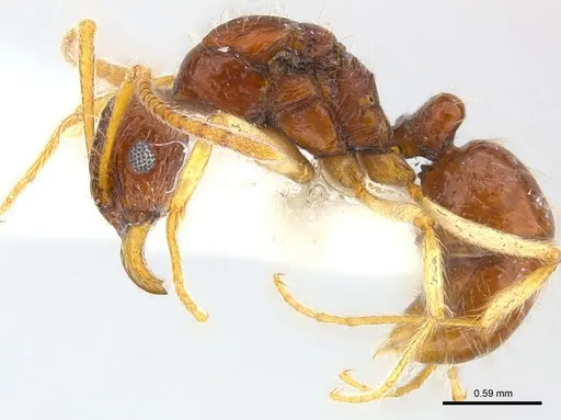 Holcoponera solomonensis specimen CASENT0179950 image casent0179950_4