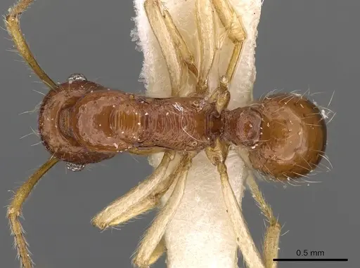 Holcoponera solomonensis specimen CASENT0900566 image casent0900566_1