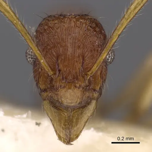 Holcoponera solomonensis specimen CASENT0900566 image casent0900566_2