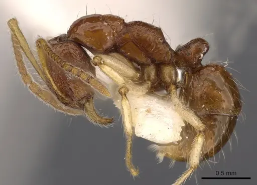 Holcoponera solomonensis specimen CASENT0900566 image casent0900566_3