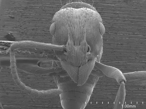 Holcoponera striatula specimen ANTWEB1008531 image antweb1008531_2