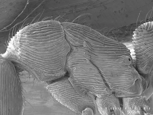 Holcoponera striatula specimen ANTWEB1008531 image antweb1008531_3