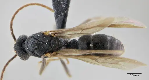 Holcoponera striatula specimen ANTWEB1032894 image antweb1032894_1