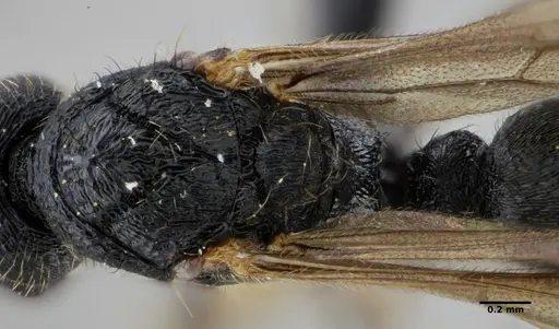 Holcoponera striatula specimen ANTWEB1032894 image antweb1032894_2