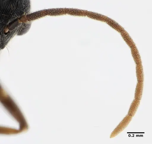 Holcoponera striatula specimen ANTWEB1032894 image antweb1032894_4