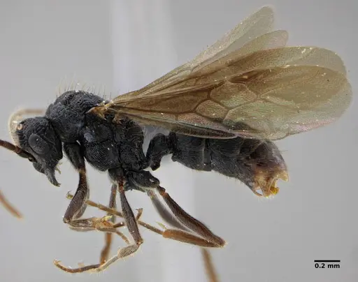 Holcoponera striatula specimen ANTWEB1032894 image antweb1032894_5